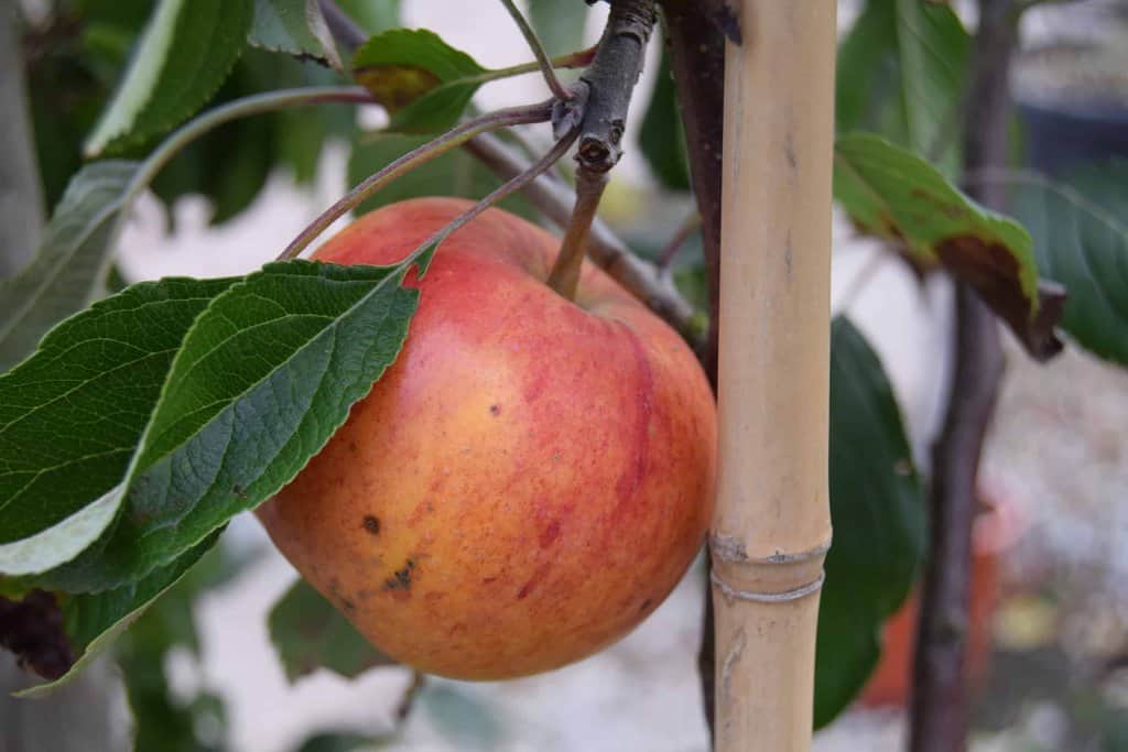 Malus domestica 'Cox's Orange Pippin' 14-16 EHS